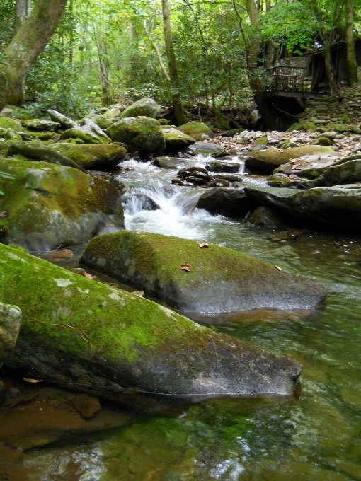 風景 木 水 自然