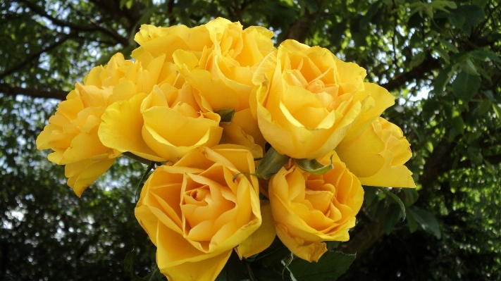 Plant flower petal bouquet Photo