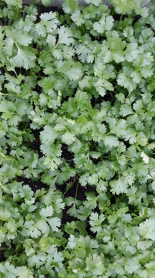 Foto Alam tanaman daun bunga