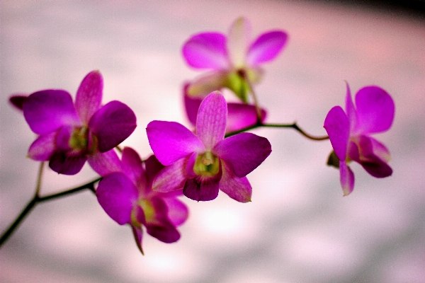 Nature blossom plant flower Photo