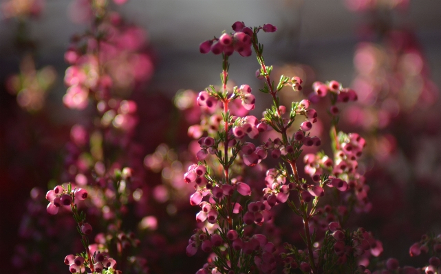 Nature branch blossom bokeh Photo