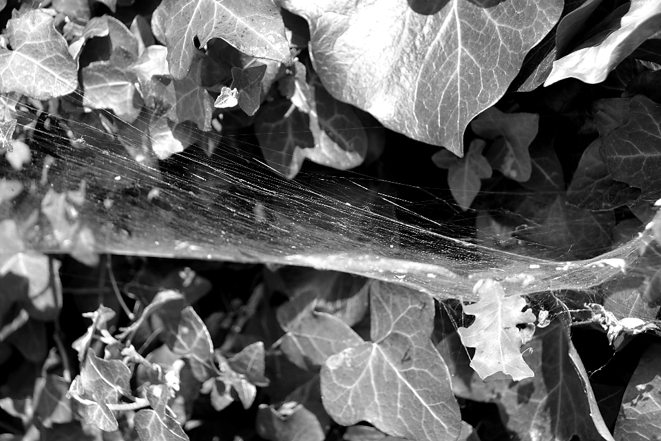 Nature bifurquer noir et blanc
 usine