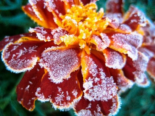 Foto Pianta foglia fiore petalo