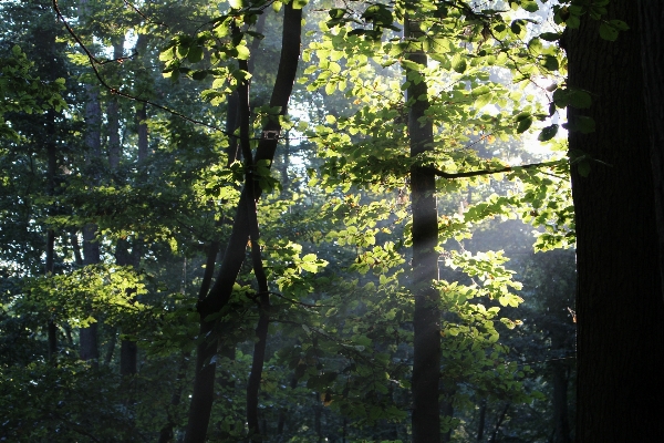 Tree nature forest branch Photo