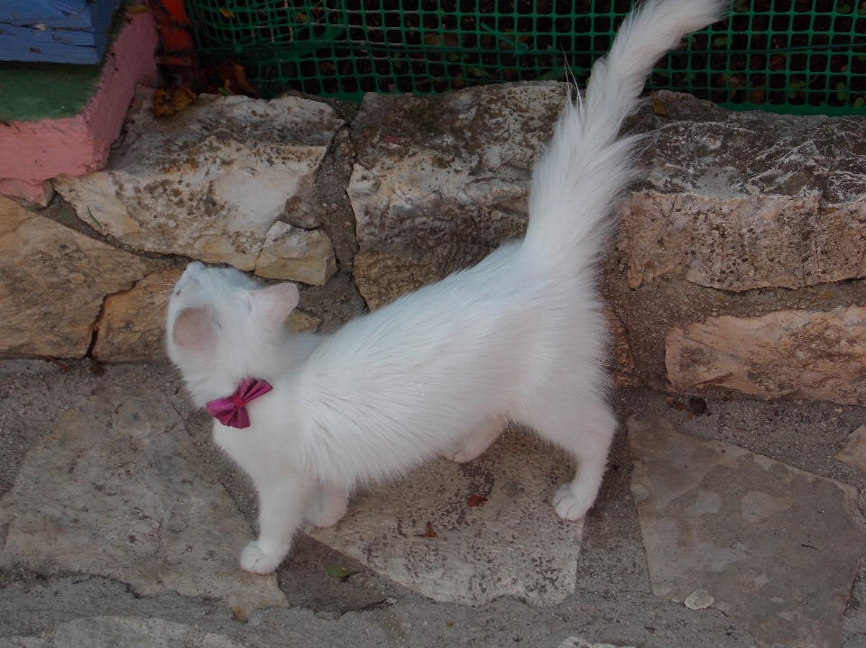 Blanc animal mignon en regardant