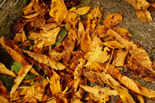 Tree forest plant leaf Photo