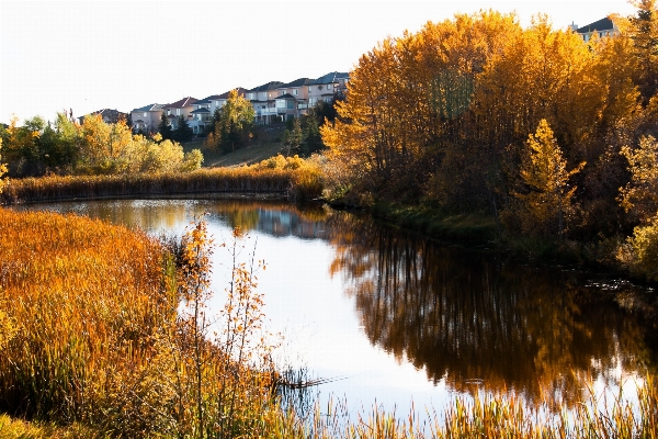 Landscape tree water nature Photo