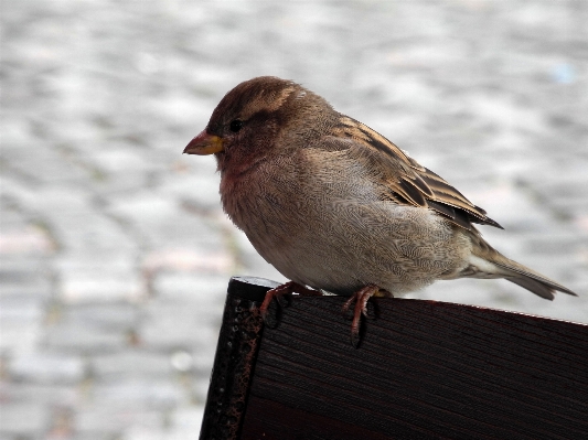 Nature winter bird wing Photo