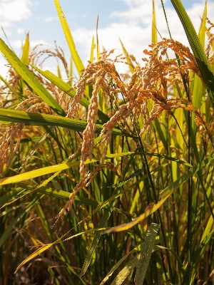 Grass plant field grain Photo