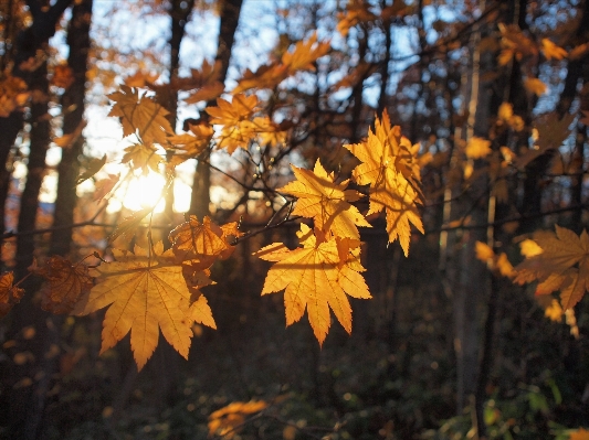 Photo Paysage arbre nature bifurquer