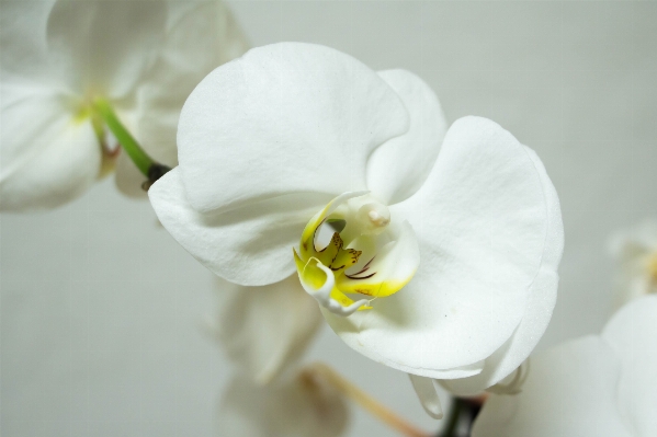 Photo Nature fleurir usine blanc