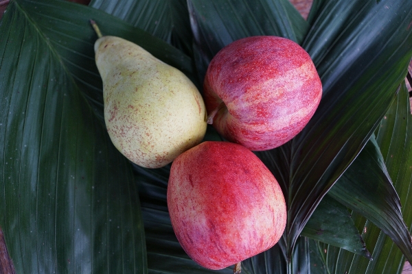 Apple 植物 水果 花 照片