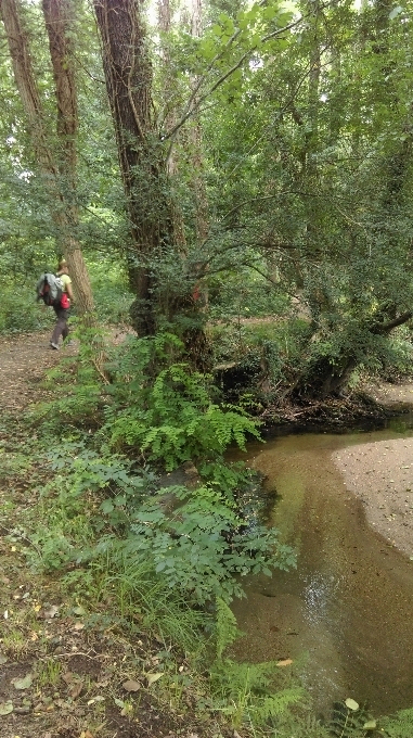 Baum wald wildnis
 pfad