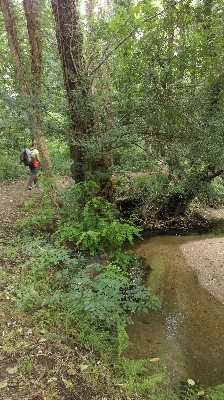 Tree forest wilderness trail Photo