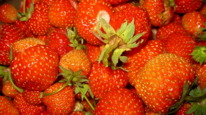 Plant fruit berry summer Photo