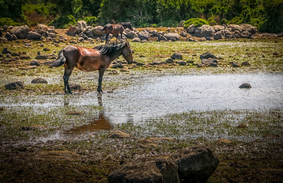 Naturaleza desierto
 fauna silvestre caballo