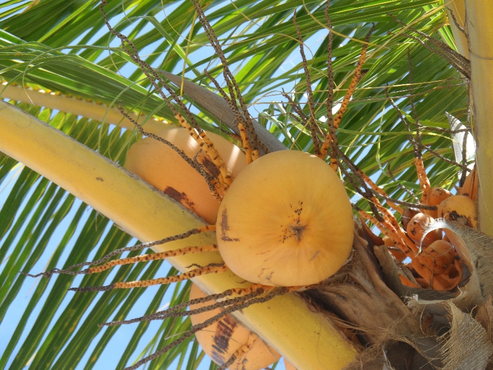 Albero ramo pianta frutta