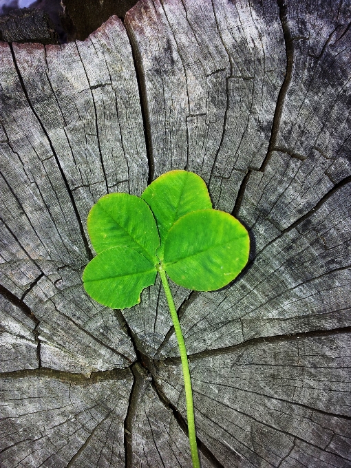 Tree nature branch plant