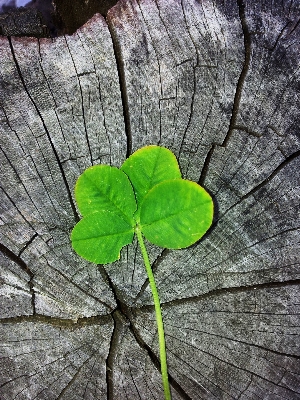 Foto Albero natura ramo pianta