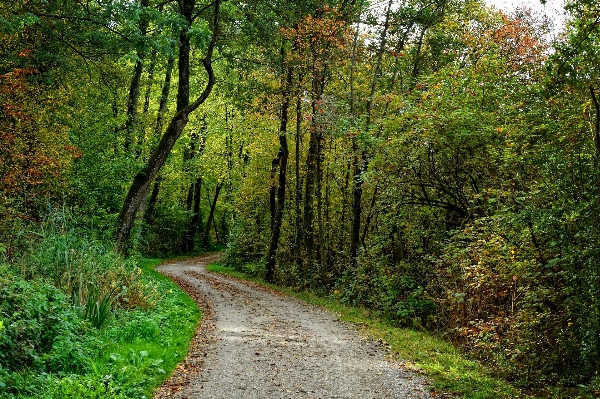 Landscape tree nature forest Photo