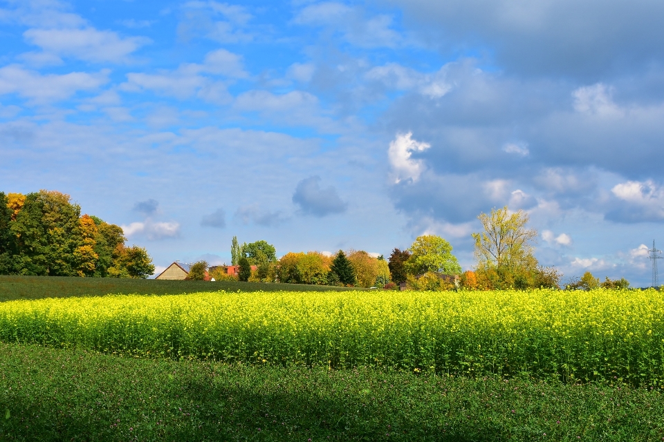 Landscape nature grass horizon