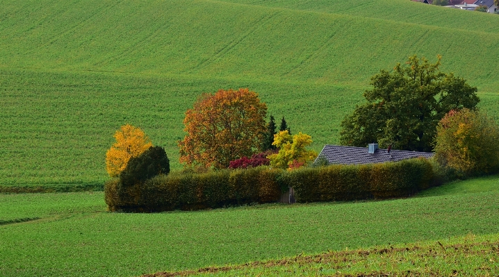 Landscape tree nature grass Photo