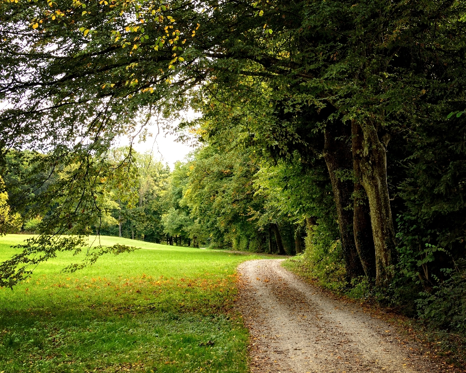 Landscape tree nature forest