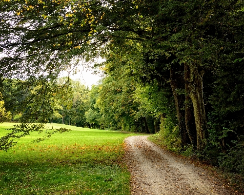 Landscape tree nature forest Photo