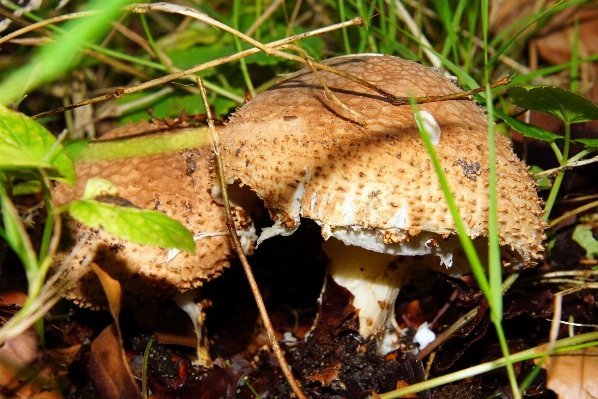 Natur wald herbst pilz Foto