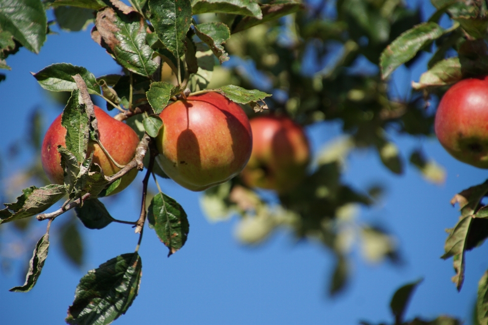 Apple 树 分支 植物