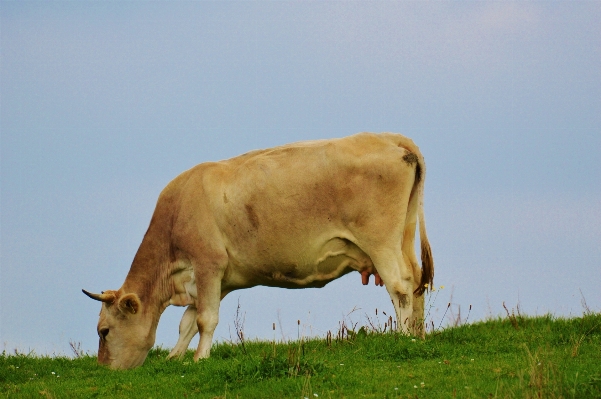 Grass field farm meadow Photo