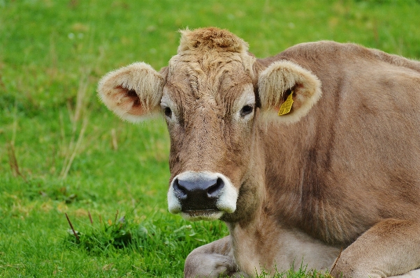 Grass farm meadow animal Photo