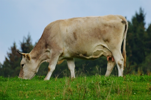 Grass field farm meadow Photo