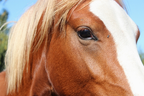 Foto Cabello animal pastar
 caballo