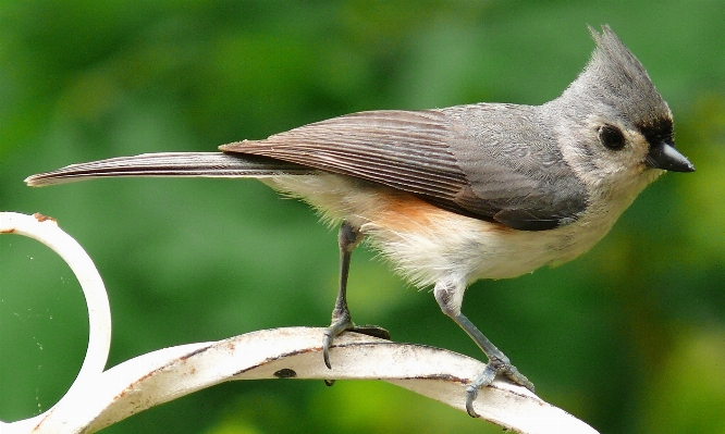 Foto Alam cabang burung pos
