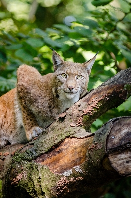 Foto Natura guardare animali selvatici selvaggio