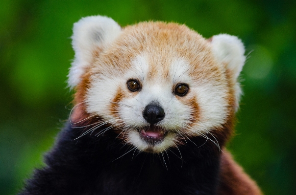 Foto Natura carino guardare animali selvatici