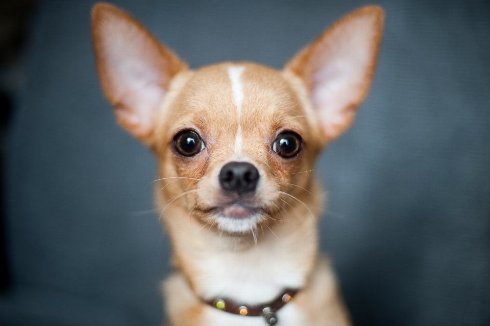 Chien mignon canin
 en regardant