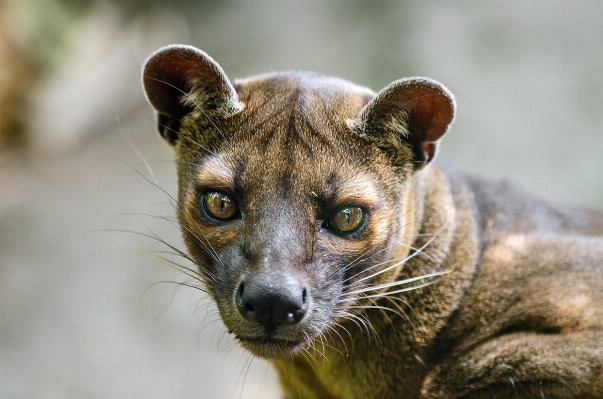 Nature looking wildlife portrait Photo