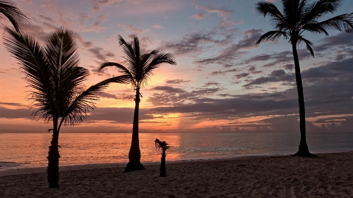 Foto Pantai laut pesisir pohon