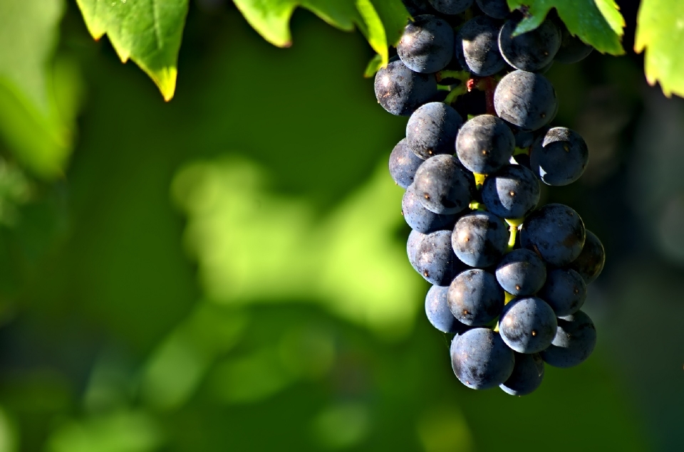 Branch plant grape vineyard