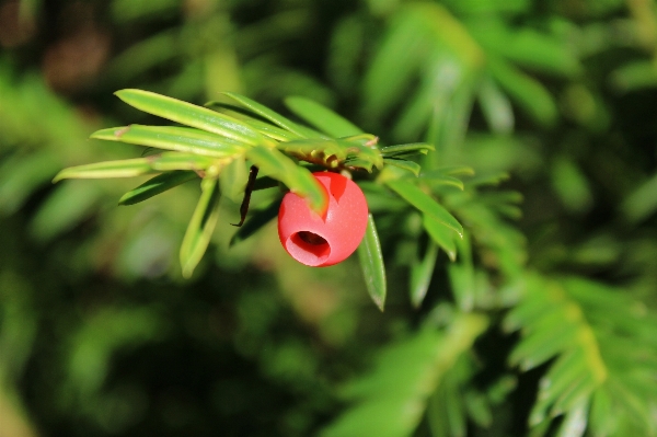 Foto Natureza floresta filial plantar