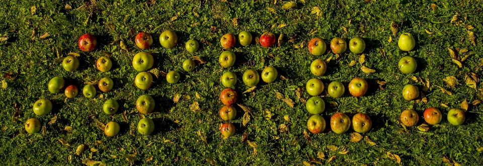 Apple kata tanaman bidang