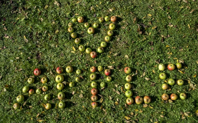 Apple tree grass word Photo