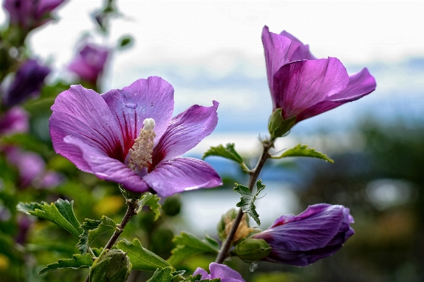 Blossom plant flower petal Photo