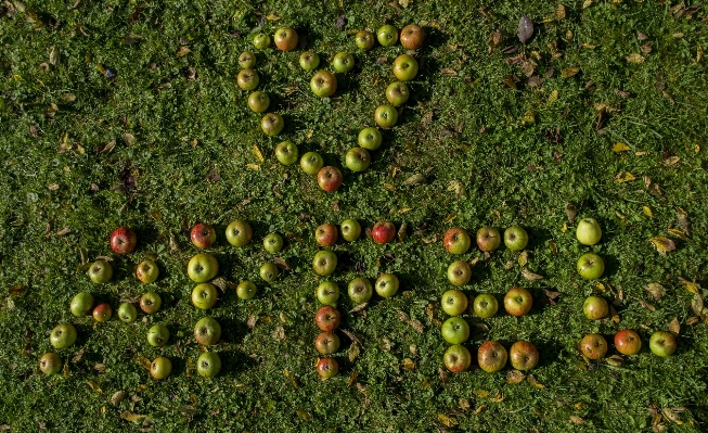 Apple tree word plant Photo