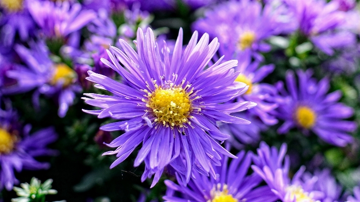 Blossom plant flower purple Photo