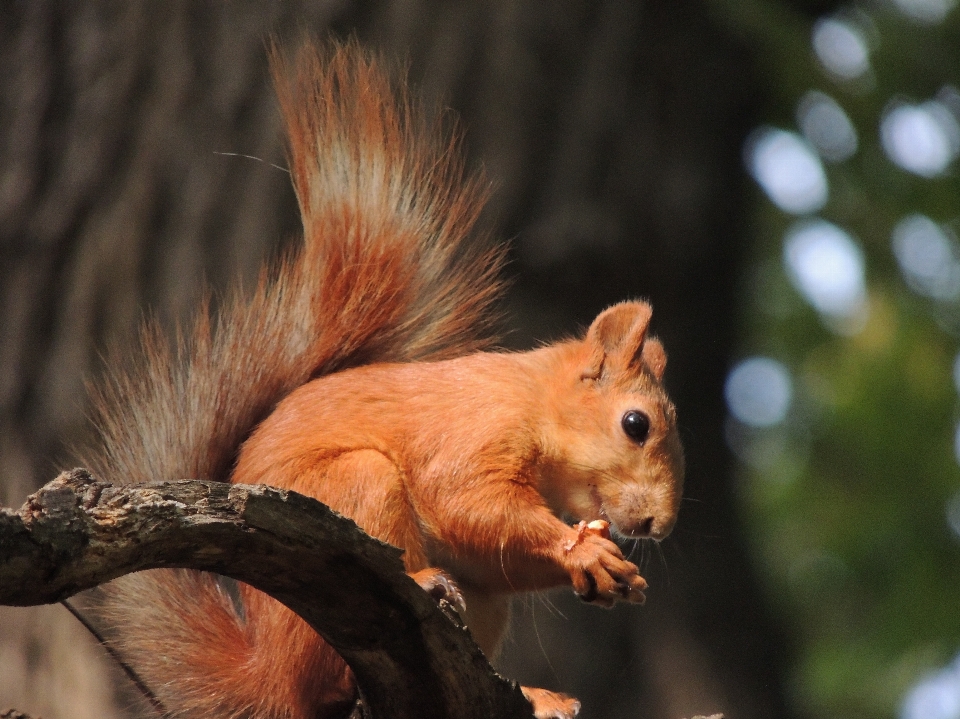 Wildlife mammal squirrel rodent