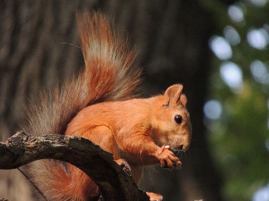 Wildlife mammal squirrel rodent Photo