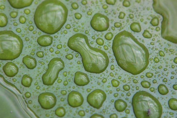 水 落とす 露 植物 写真